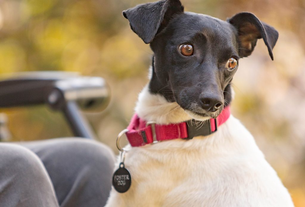 emotional support animal letter